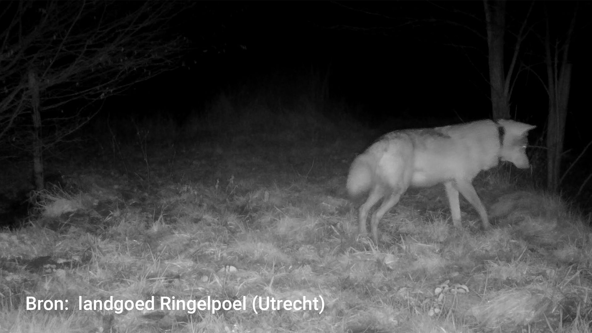 Zenderonderzoek laat zien: wolf beweegt vrijelijk door Nederlands landschap