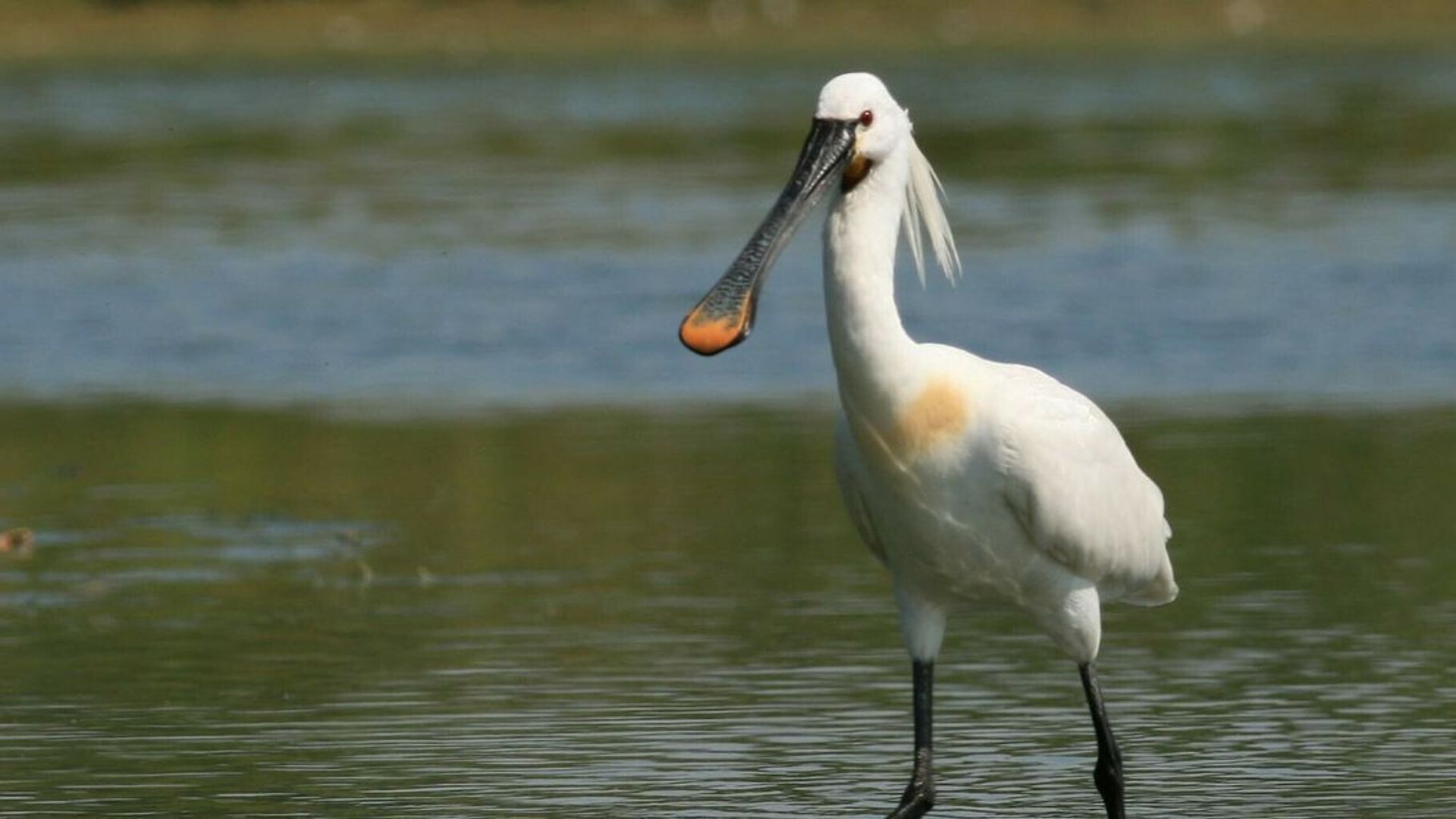 Twee van de drie gezenderde Zeeuwse lepelaars overleven de winter niet