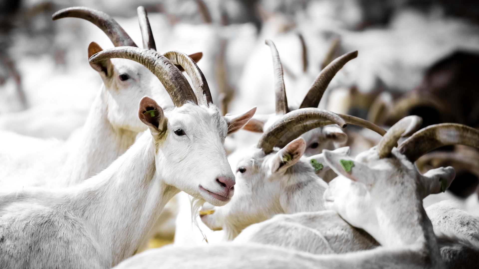 Kabinet wil geen nieuwbouw bij geiten, maar stelt besluit over afstand uit