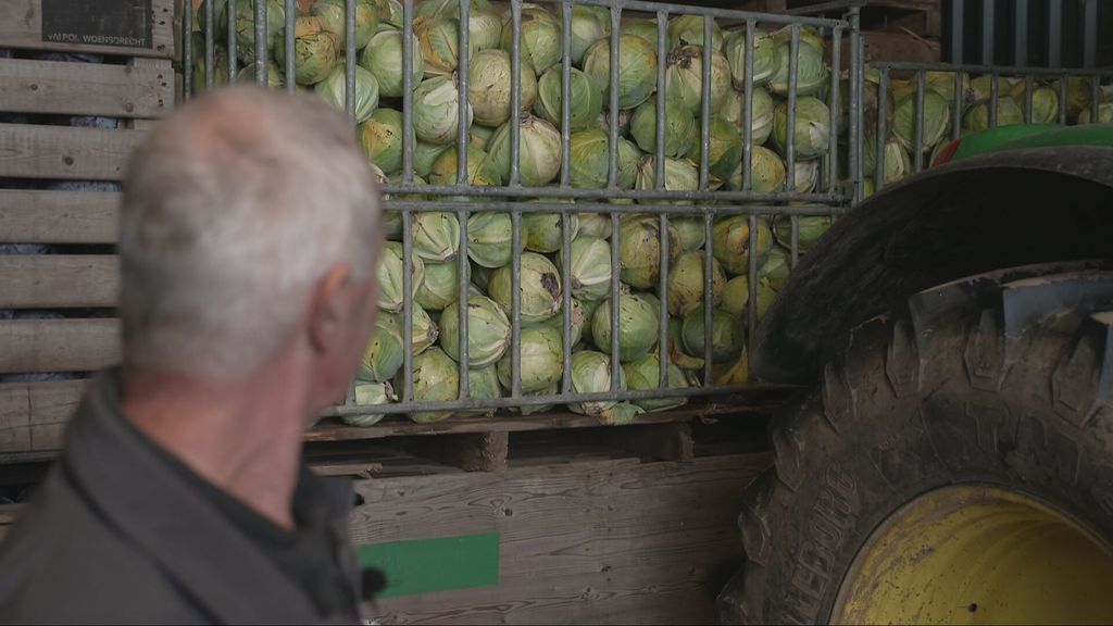 Foto: 'Te goede' oogst leidt tot overaanbod: 'Kolen van paar kilo'