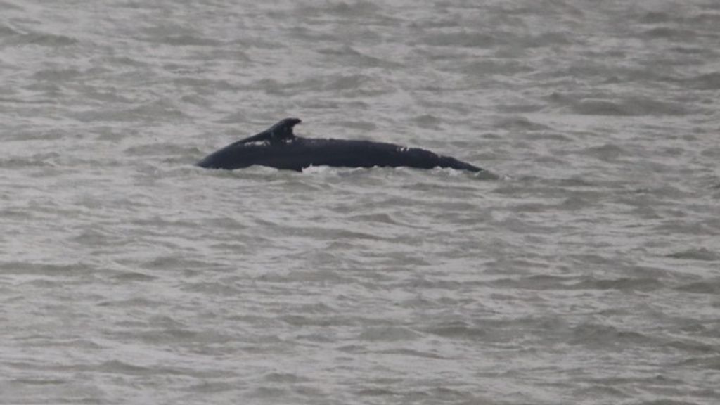 Bultrug gespot voor de kust van IJmuiden