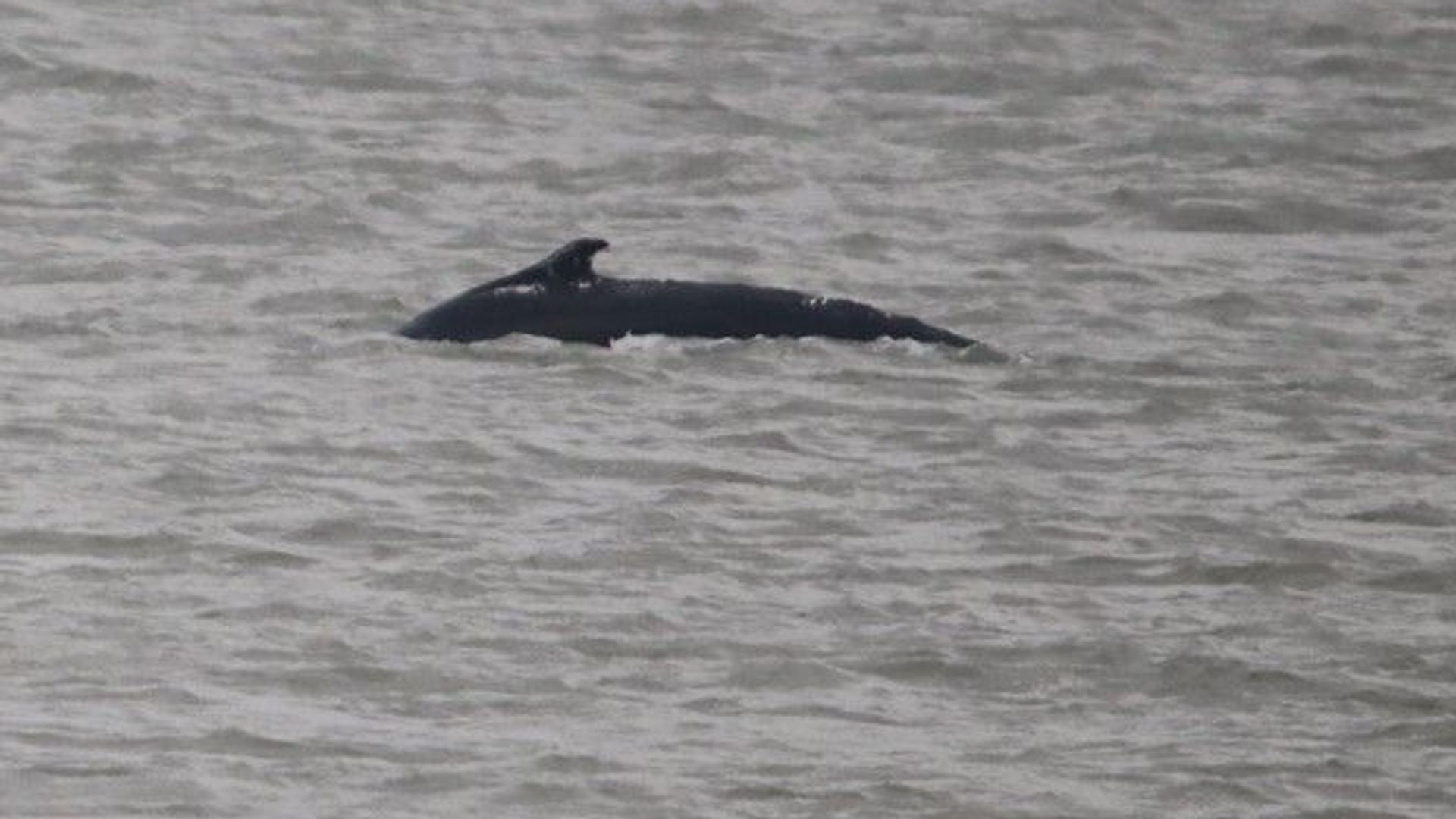 Bultrug gespot voor de kust van IJmuiden 