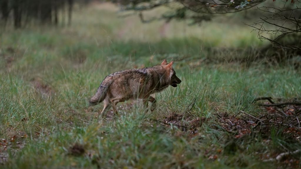 Basisschool in Ruinen dicht vanwege wolf dicht bij school