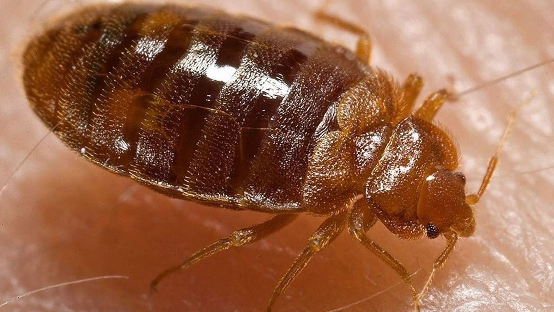 Bedwants legt rechtszaak in België stil