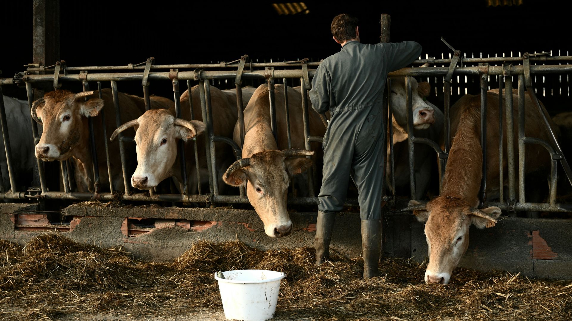 'Uitkoopregeling boeren had 1,5 miljard goedkoper gekund'