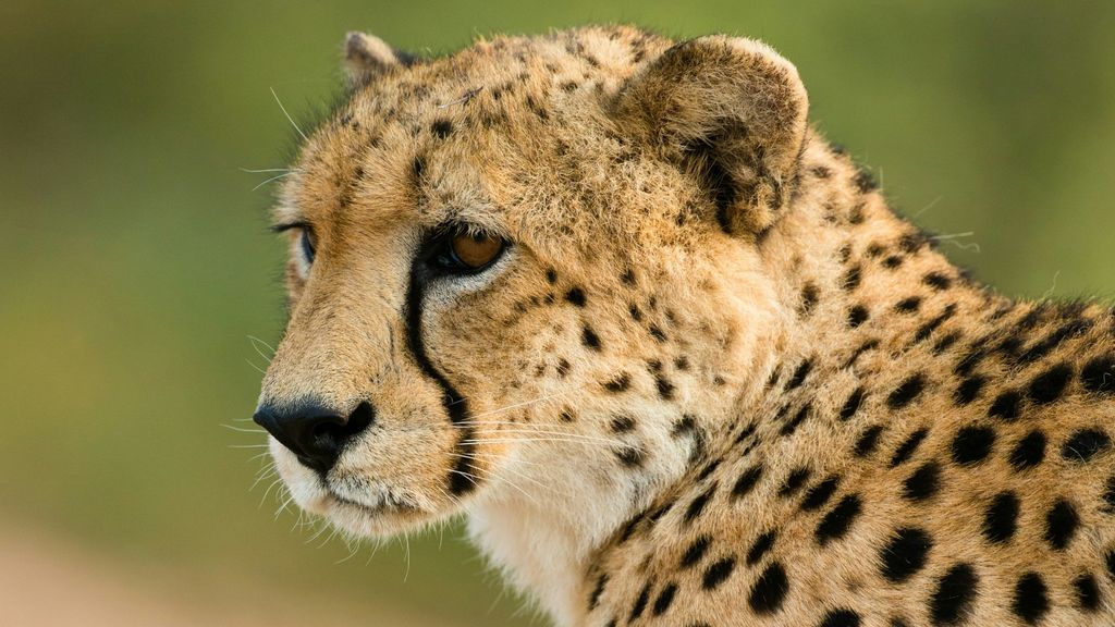 Wetenschappers vinden 'mummie-cheeta's' in grotten Saudi-Arabië