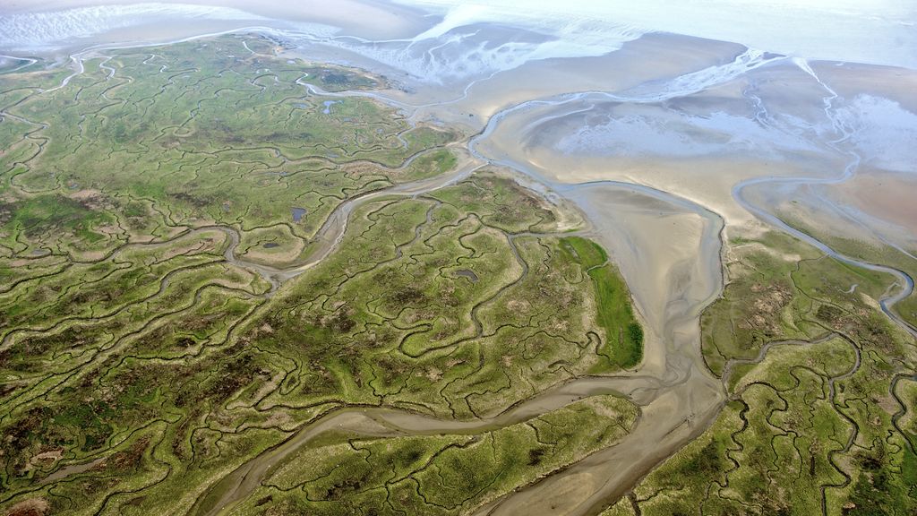 Foto: Natuur Westerschelde hard achteruit door jarenlang baggeren