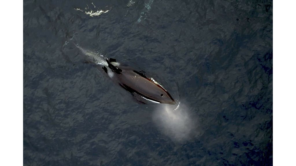 Foto: Oceaanverdrag van kracht, moet 30 procent van de zee beschermen