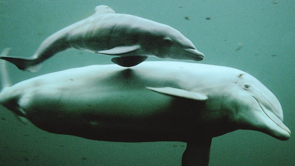 Foto: Oudste dolfijn van Nederland (58) in Dolfinarium dood