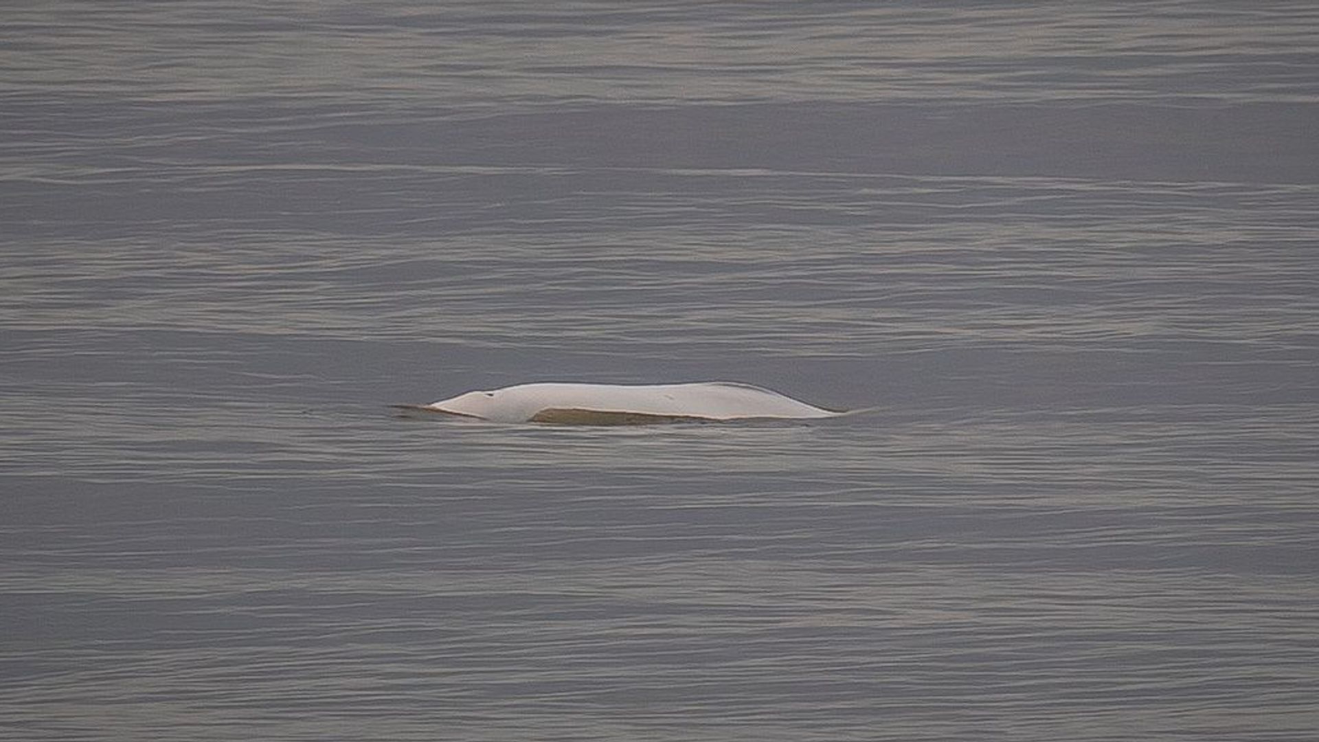 Voor het eerst sinds 1966 beloega gezien voor Nederlandse kust