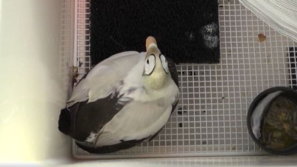 Zeldzame bril-eend op Texel ineens weer wat beter