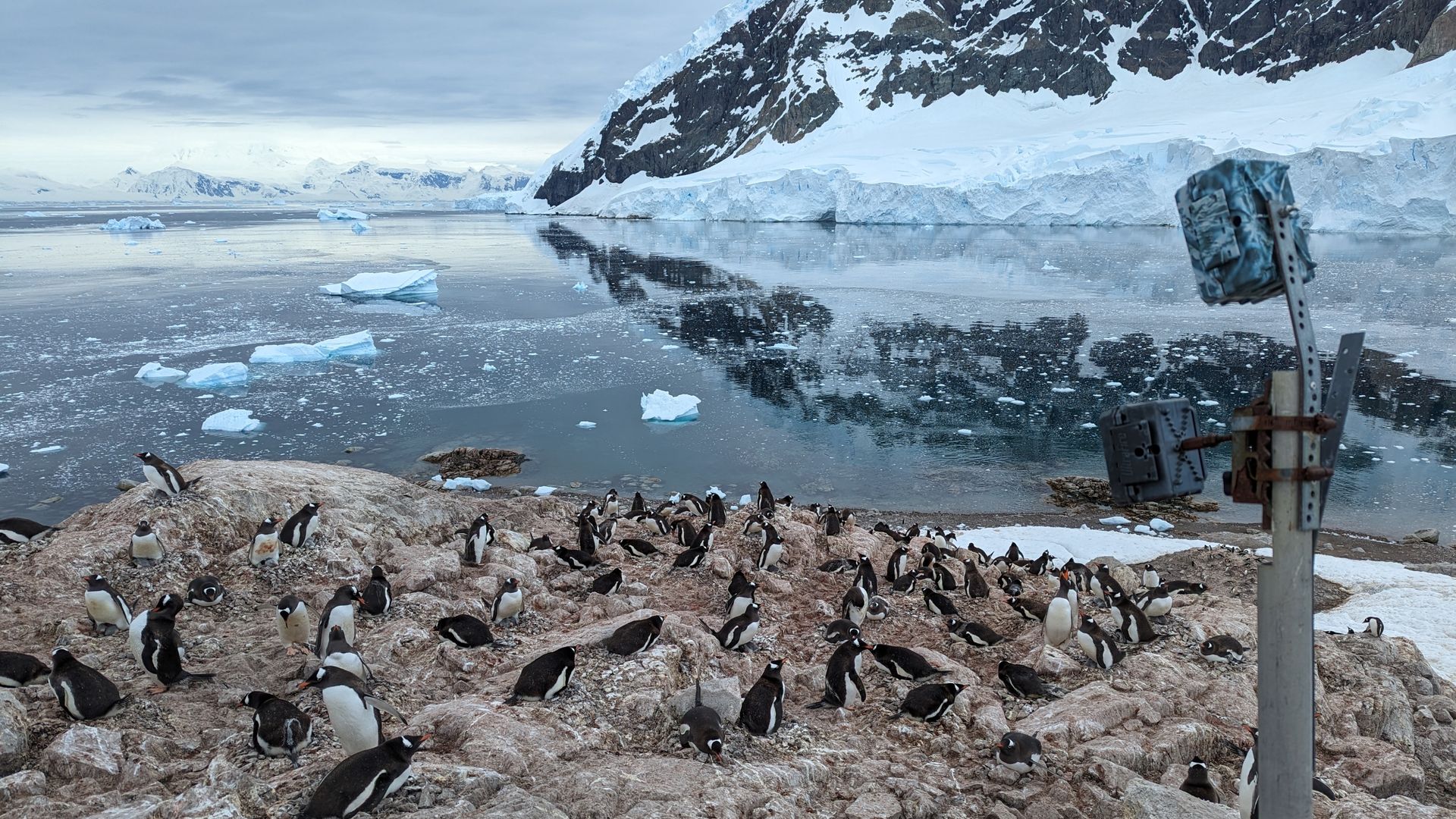 Pinguïns aan de rand van de Zuidpool broeden steeds eerder