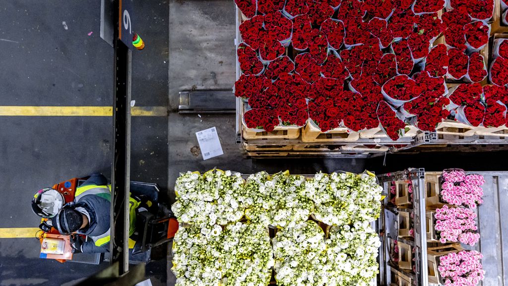 Foto: RIVM en NVWA: geïmporteerde rozen mogelijk schadelijk voor gezondheid en milieu