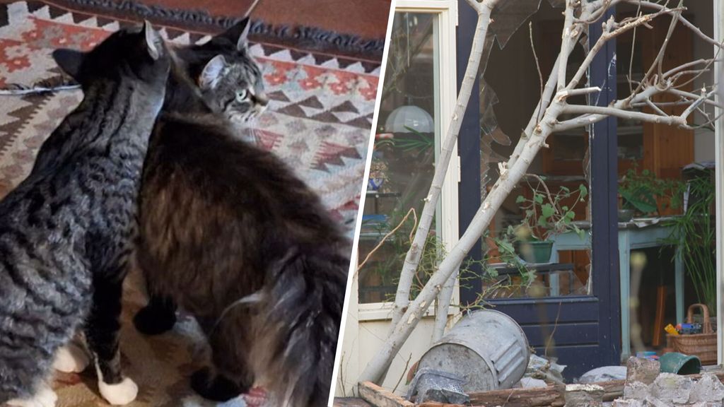 Katten Cara en Doerak een week na explosie Utrecht nog vermist