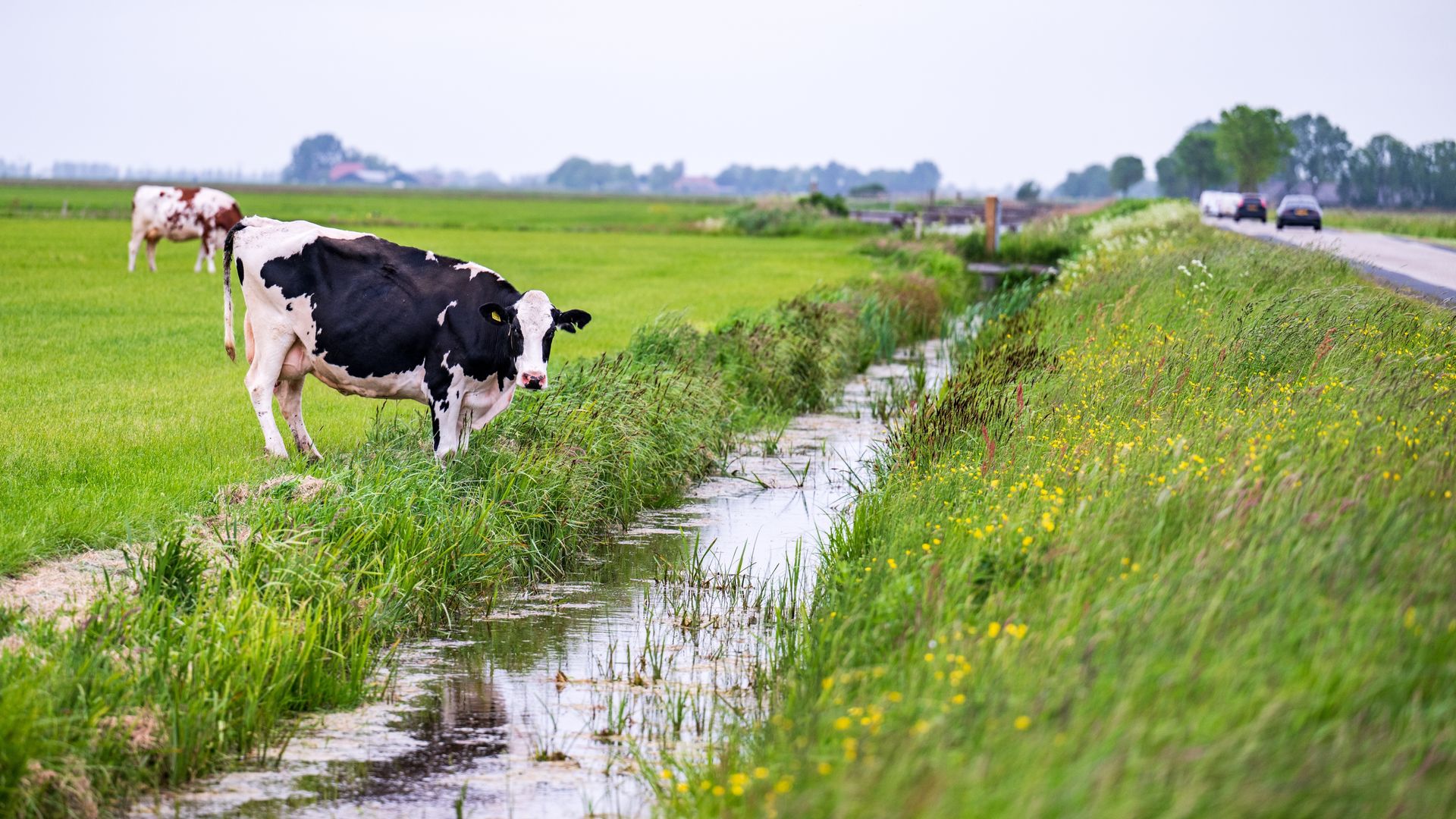 Nederlandse waterkwaliteit blijft ondermaats, terwijl EU-deadline nadert