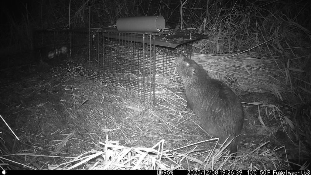 Foto: Grote beverrat gevangen in Friesland: pas de vijfde in vijftig jaar