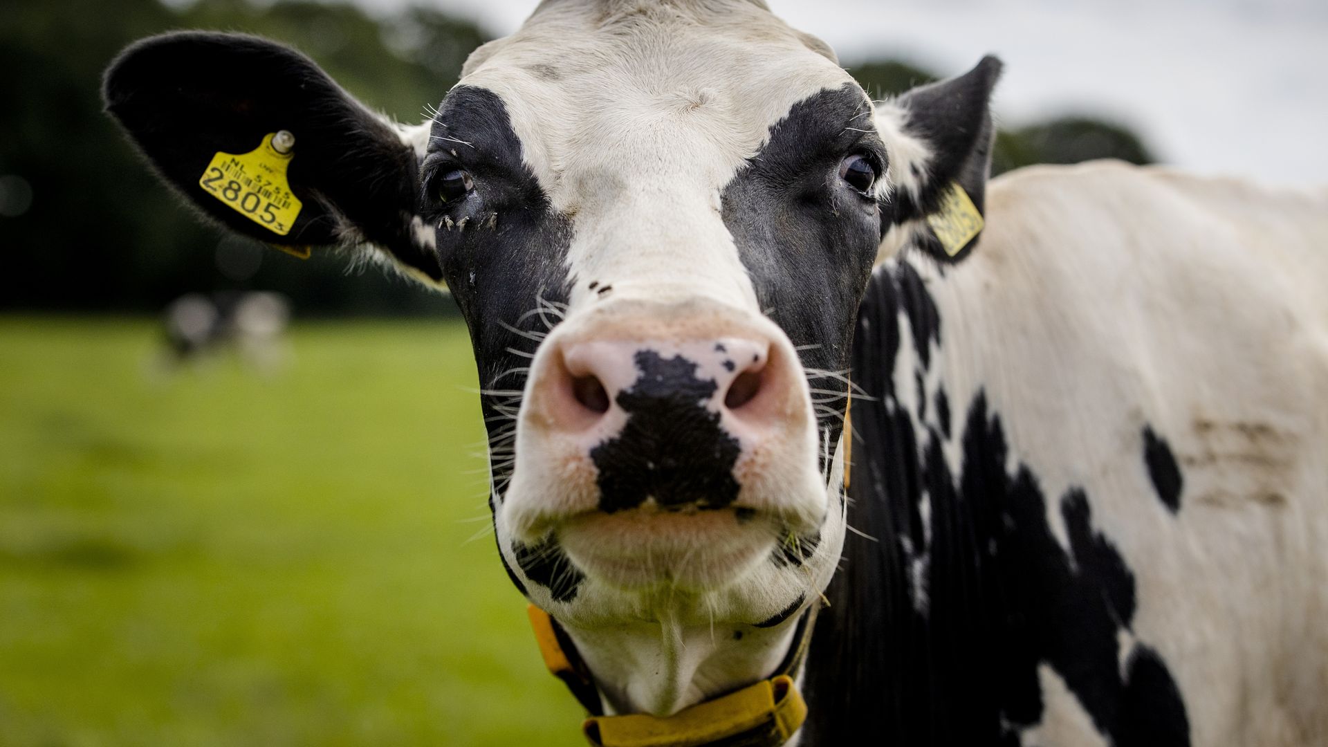 Voor het eerst vogelgriep aangetroffen bij koe, op Fries bedrijf