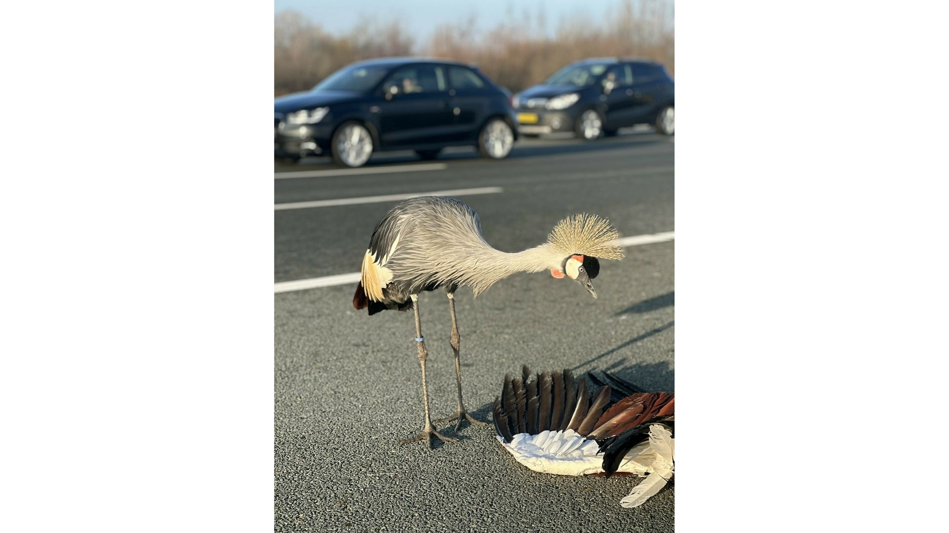 A2 bij Breukelen korte tijd deels dicht door kraanvogels op de weg