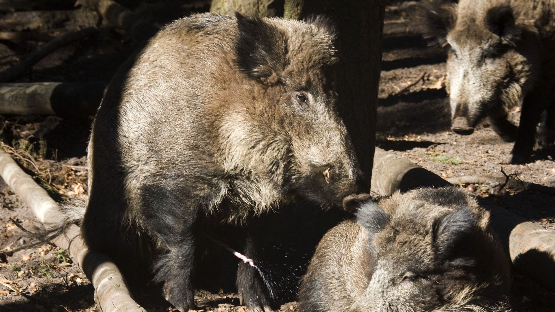 Apeldoorn gaat mannelijke zwijnen in stadspark doden