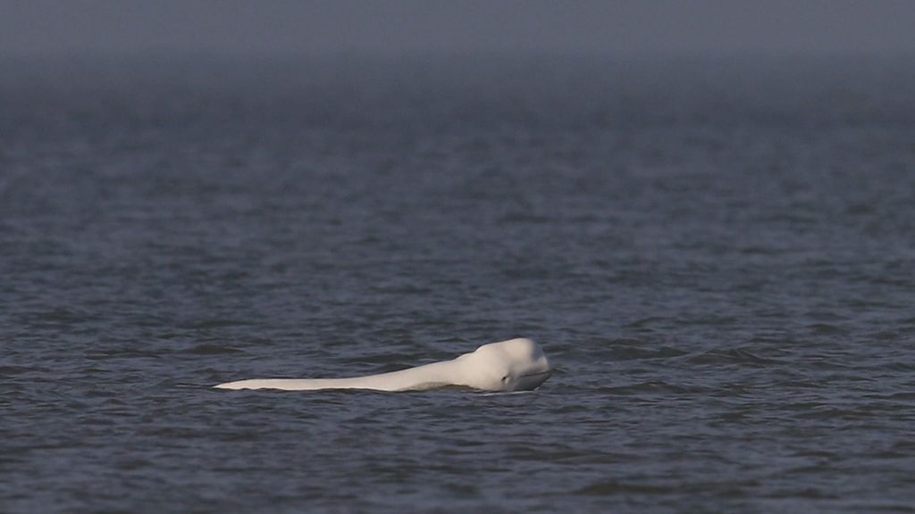Foto: Oproep om drones en boten weg te houden bij beloega voor Nederlandse kust
