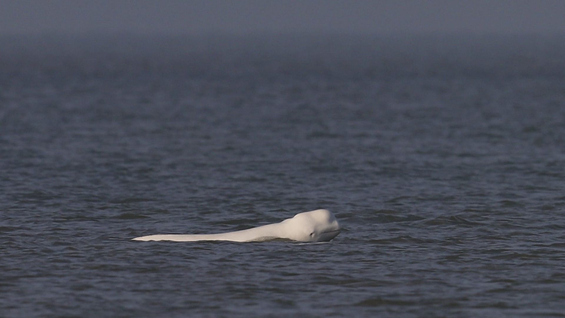 Oproep om drones en boten weg te houden bij beloega voor Nederlandse kust 