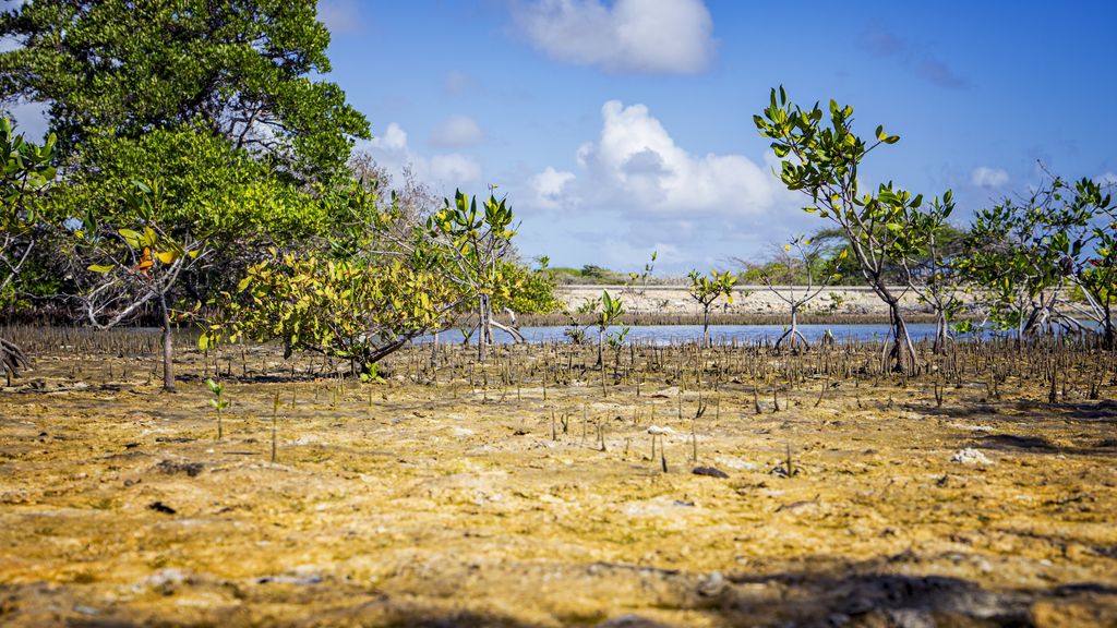 Foto: Klimaatuitspraak bevestigt vooral wat inwoners op Bonaire al jaren weten