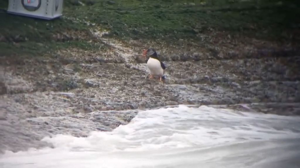 Aangespoelde papegaaiduiker vrijgelaten op het strand bij Cadzand