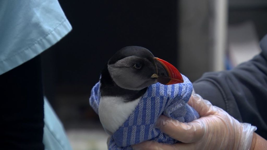 Zeldzame papegaaiduiker hersteld en bij Cadzand uitgezet