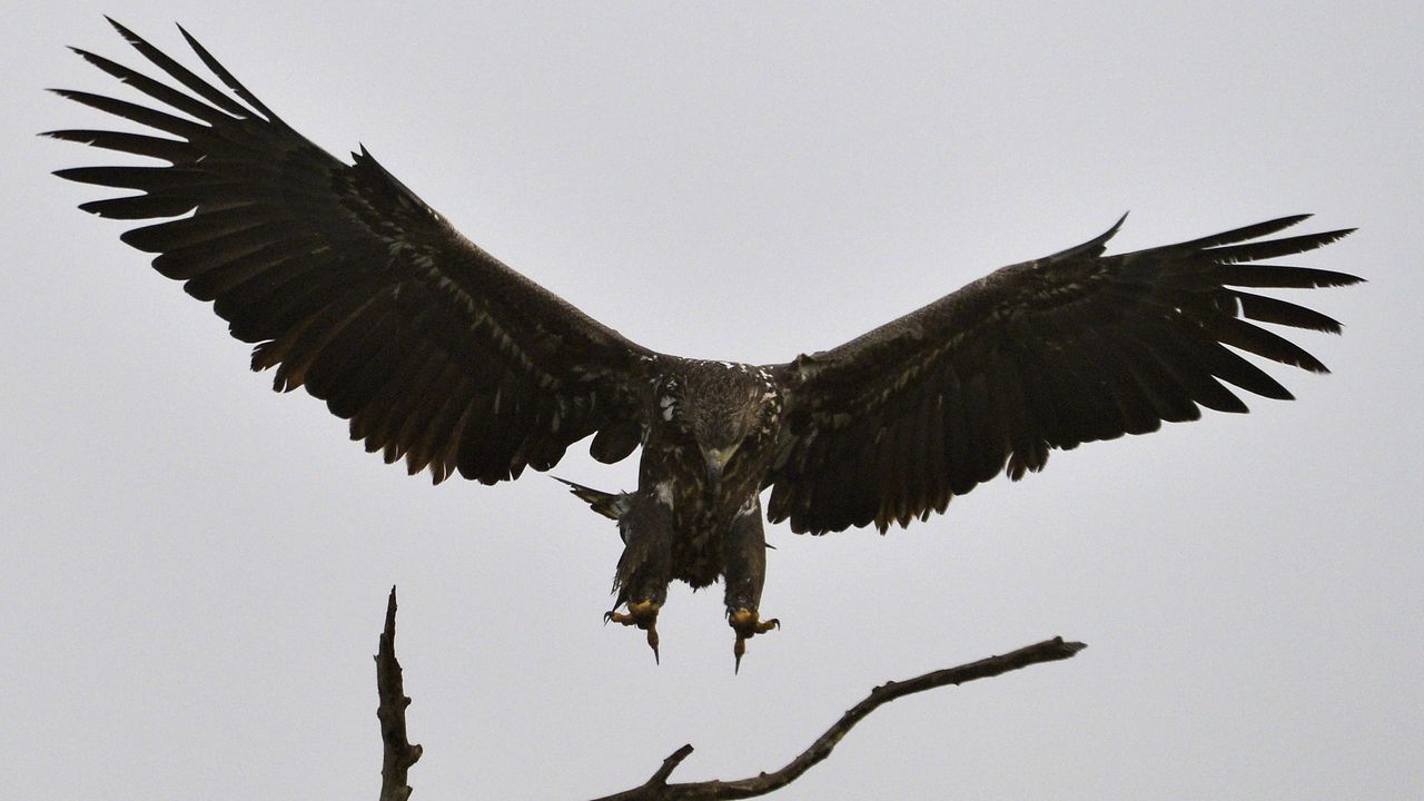 Het gaat goed met deze enorme roofvogel in Flevoland