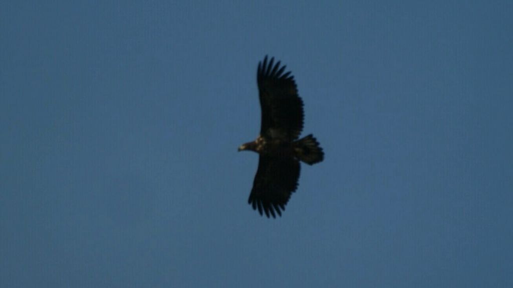 De zeearend viert feest: jarig en succesvoller dan ooit