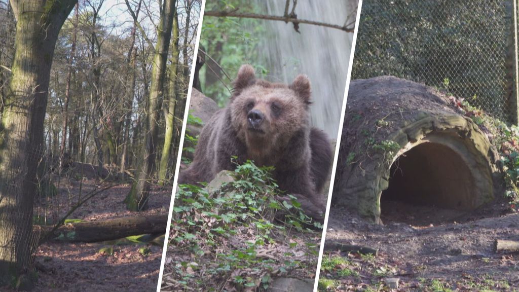Beren voor het eerst in winterslaap: 'Dit is uniek'