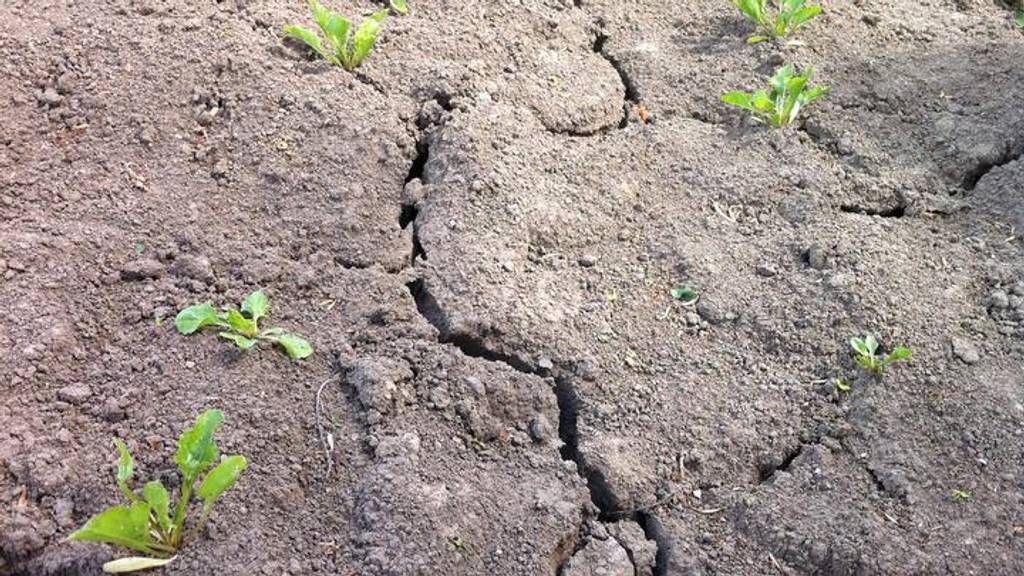 Foto: Brabants waterschap waarschuwt voor extreem droog voorjaar