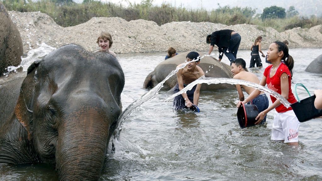 Foto: Aantal olifanten in Thaise toerismesector terug op pre-coronaniveau