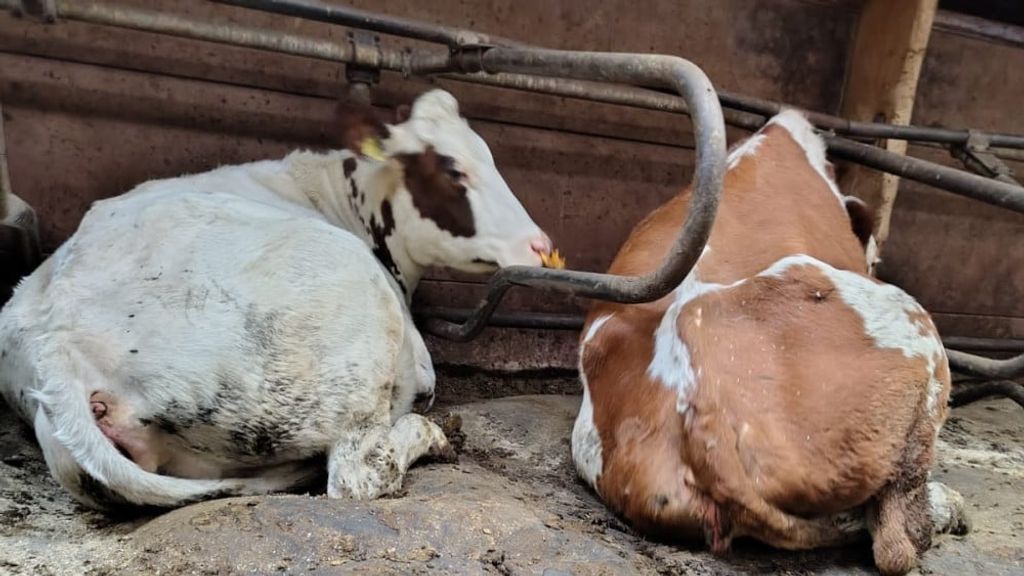 Tientallen verwaarloosde koeien in beslag genomen bij veehouder in Noord-Holland