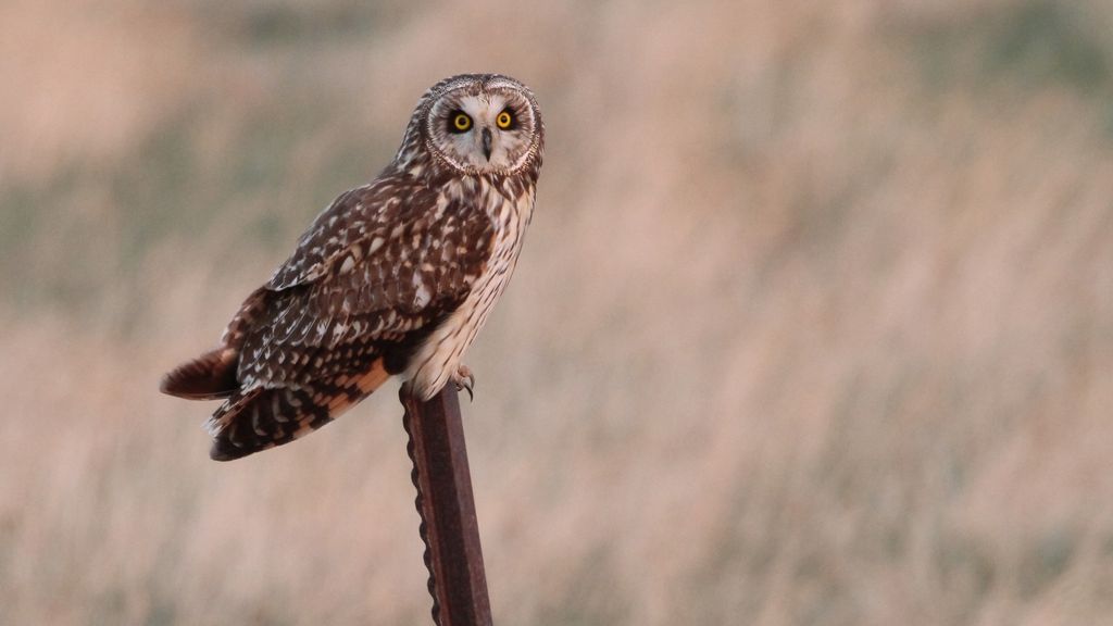 Foto: Vogelaars trekken naar Utrechts dorp voor zeldzame velduilen