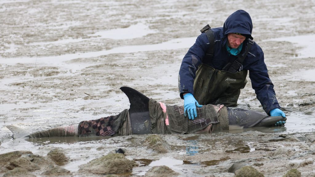 Foto: Dolfijn in Waddenzee spoelt aan door eb: 'Heel bijzonder'
