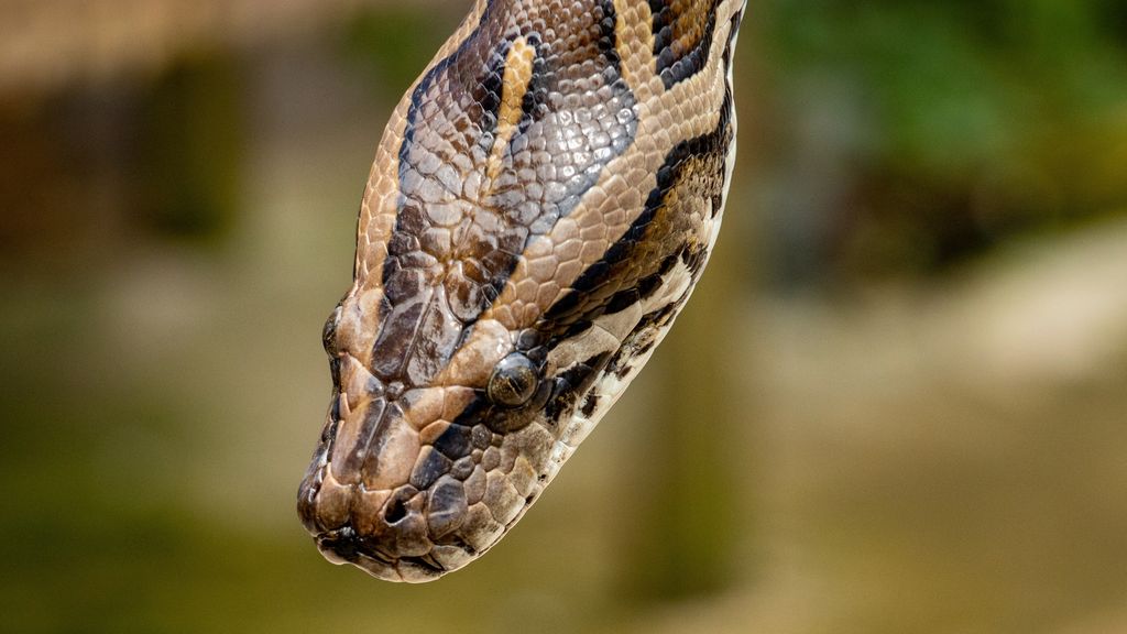 Foto: Man met zestig slangen moet van rechter huurhuis verlaten