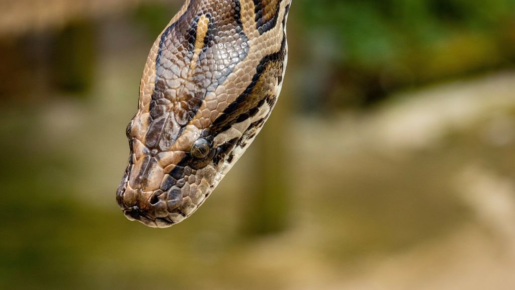 Man met 60 slangen moet zijn huis uit