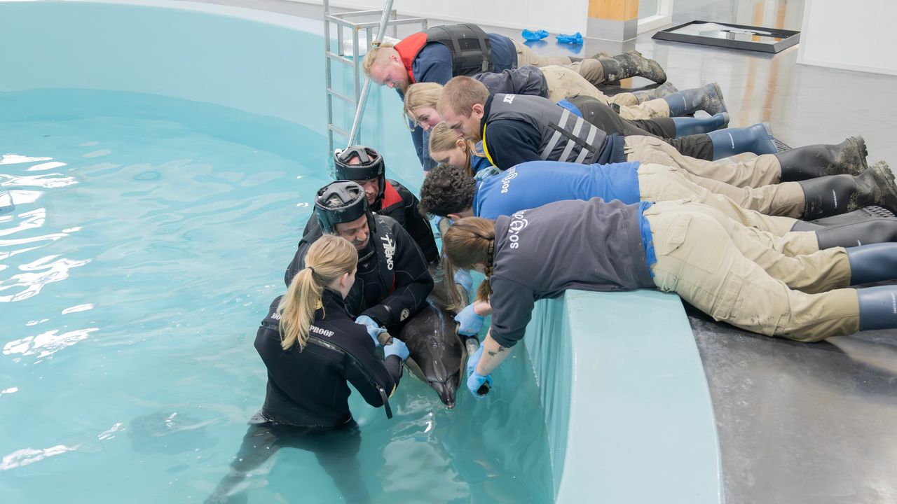 Het gaat goed met de aangespoelde dolfijn