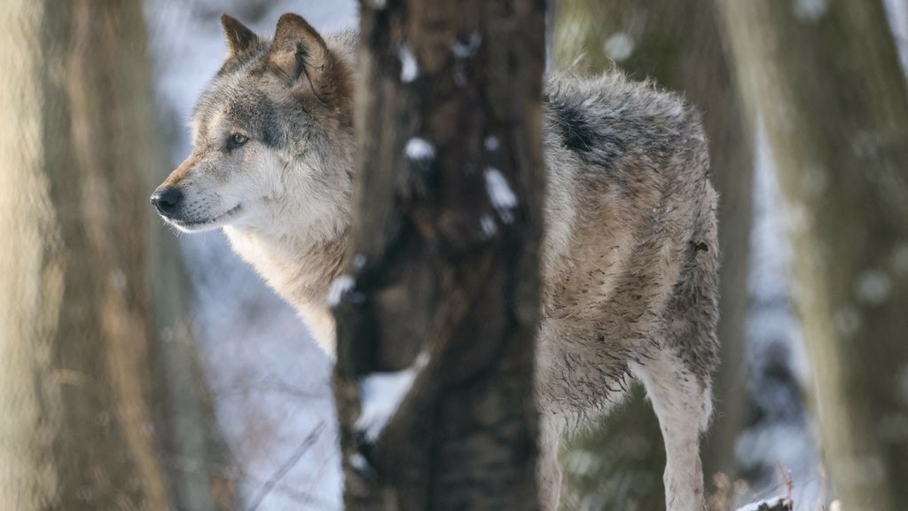 Foto: Nederland, Belgïe en Luxemburg bespreken EU-uitzondering wolvenbescherming