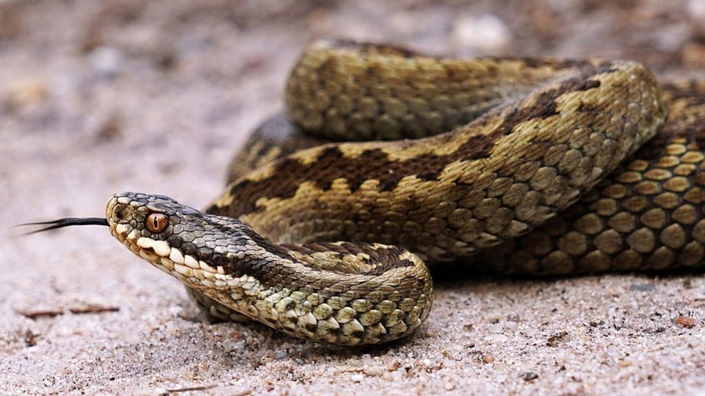 Foto: Jonge mannetjes moeten adderpopulatie bij Wolfheze redden