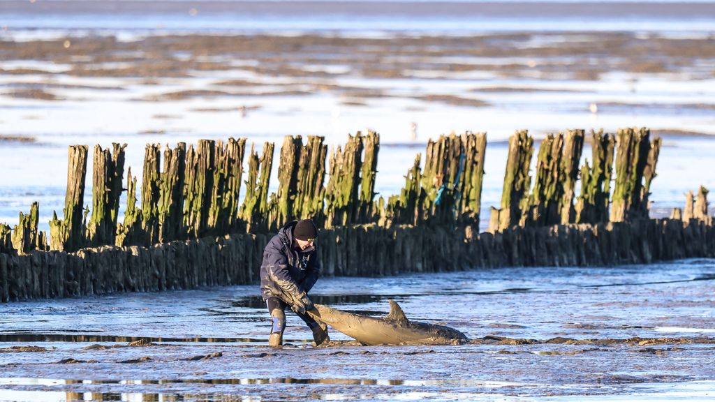 Foto: Opnieuw dolfijn aangespoeld bij Friese Wierum, zelfde plek als woensdag