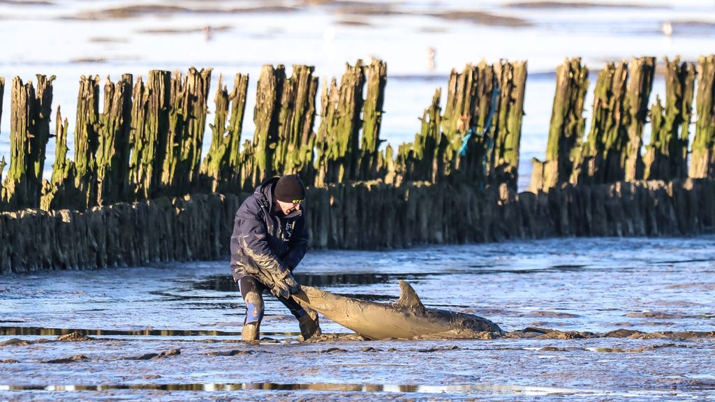 Opnieuw dolfijn aangespoeld bij Friese Wierum, zelfde plek als woensdag