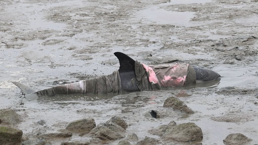 Foto: Aangespoelde dolfijn in opvangcentrum doodgegaan