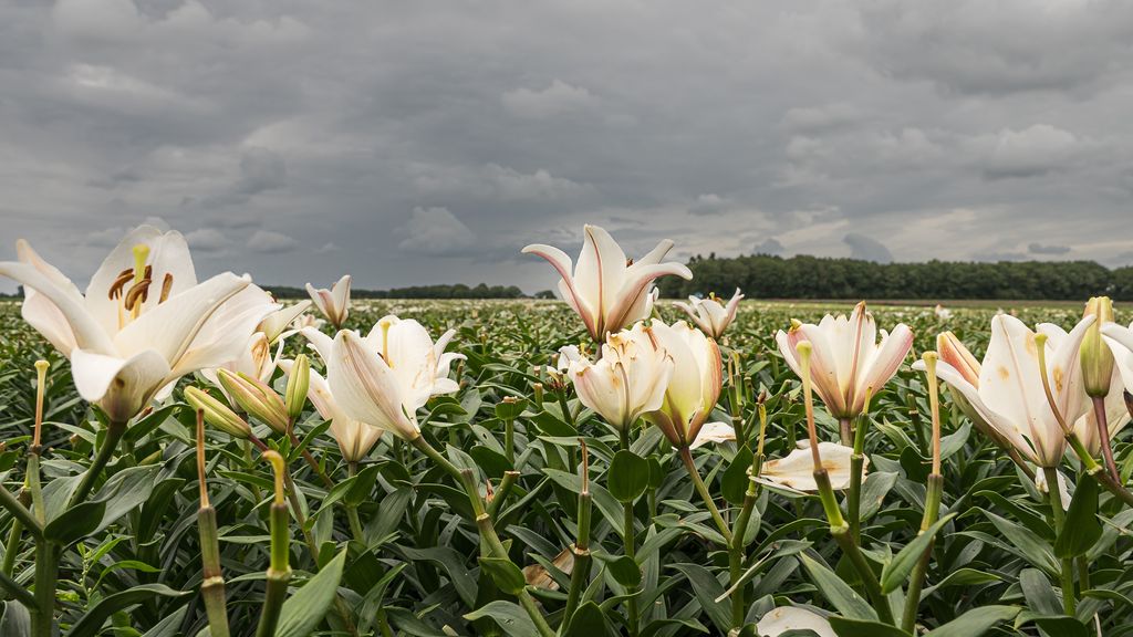Westerveld bant lelieteelt bij woonwijken, discussie landelijk beleid laait op