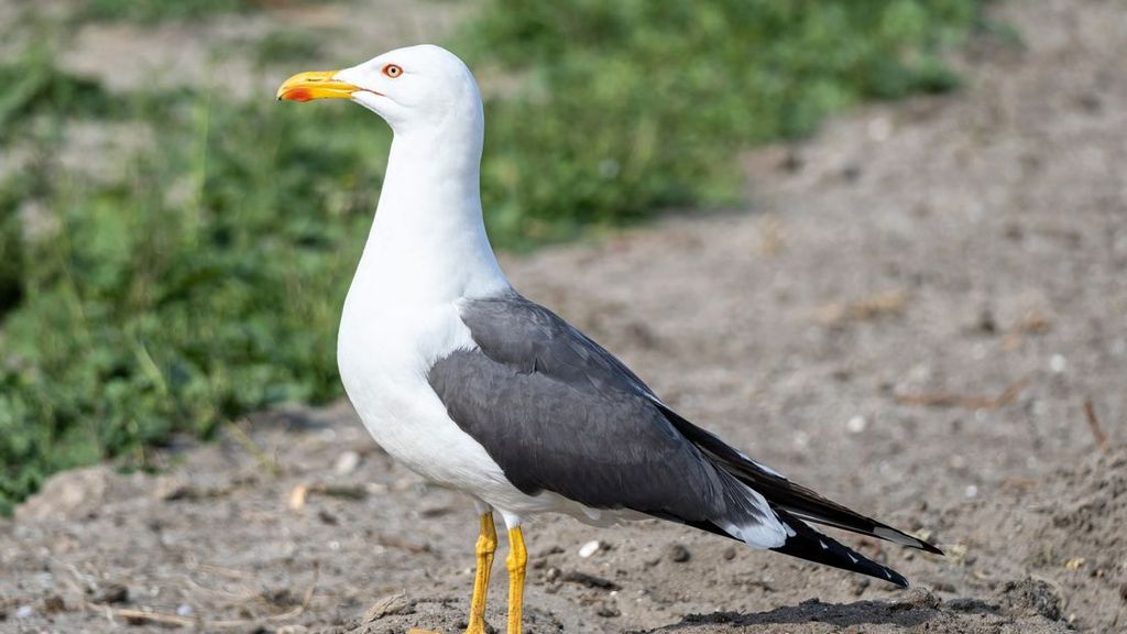 Foto: Taakstraf voor jongens die meeuw doodknuppelden op Terschelling