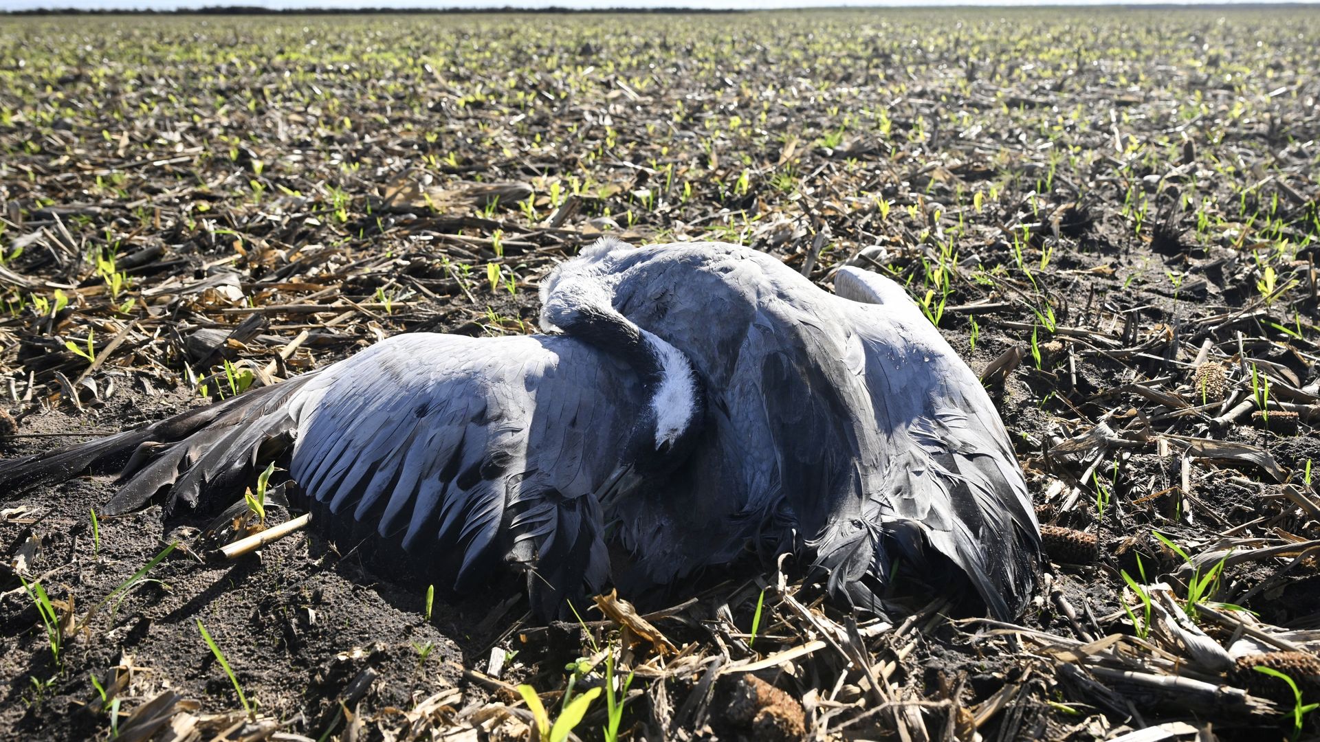 Tienduizenden kraanvogels dood door vogelgriepvirus