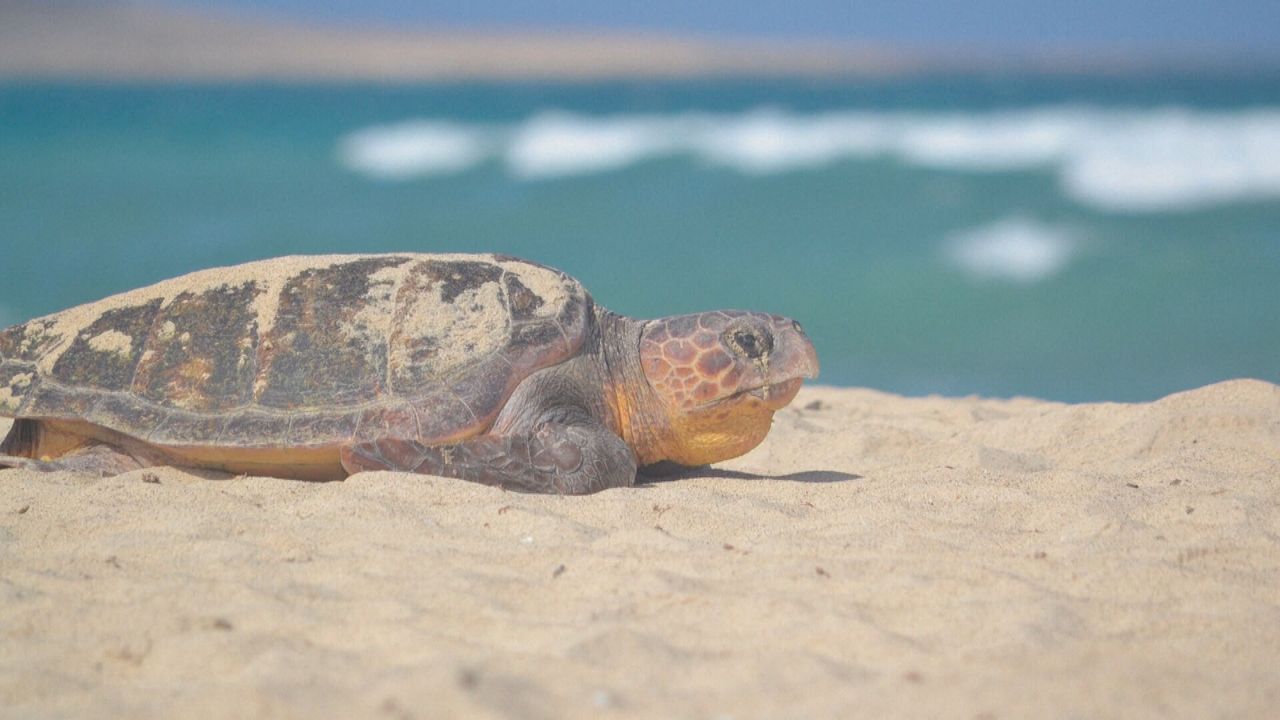 Onderzoek: Zeeschildpadden leggen minder eieren door opwarming aarde