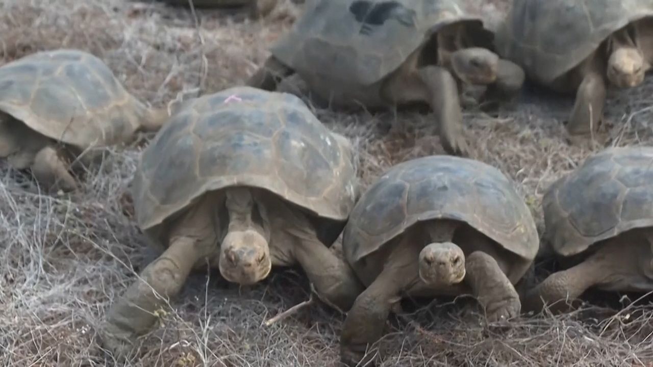 Uitgestorven reuzenschildpad na 150 jaar weer terug op Galapagos-eilanden