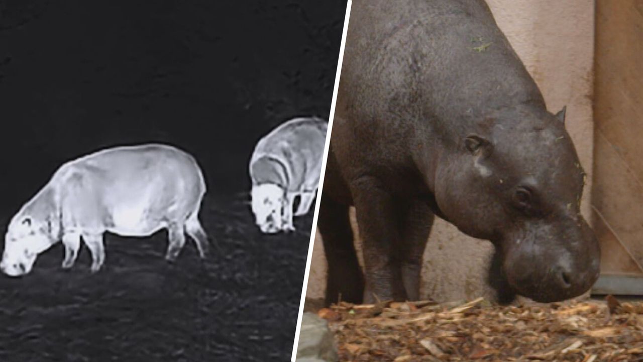 Zeldzaam dwergnijlpaard in het wild gespot: 'We zien ze nooit'